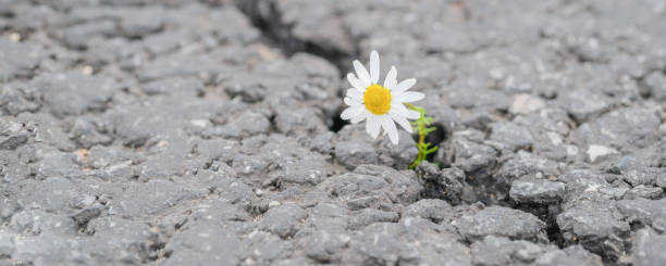 istock beautiful daisy grows through a crack in the asphalt 1223689750