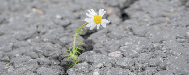 istock beautiful daisy grows through a crack in the asphalt 1223689843