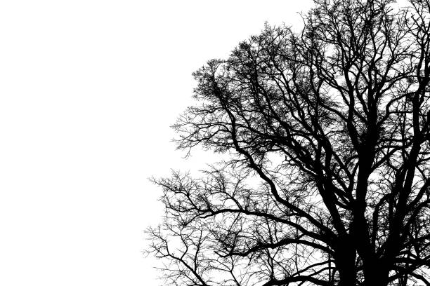 istock Black silhouette of the branches of a large tree on a white background 1223689855