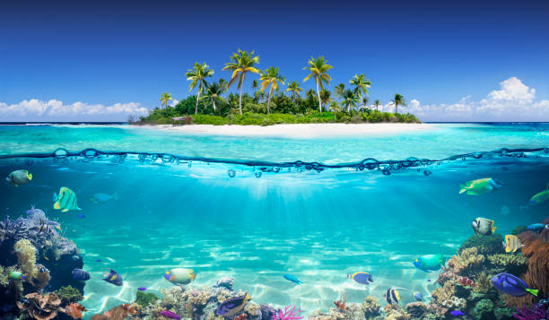 tropical island and coral reef - split view with waterline - subaquático imagens e fotografias de stock