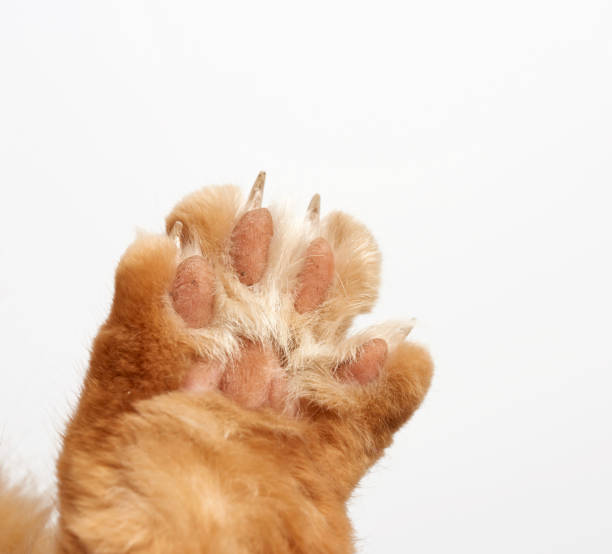 istock paw of a red cat with claws on a white background 1223690685