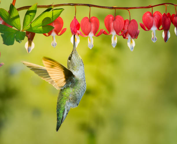Hummingbird visiting bleeding heart flowers This is a photograph of a female hummingbird visiting bleeding heart flowers bird watching photos stock pictures, royalty-free photos & images