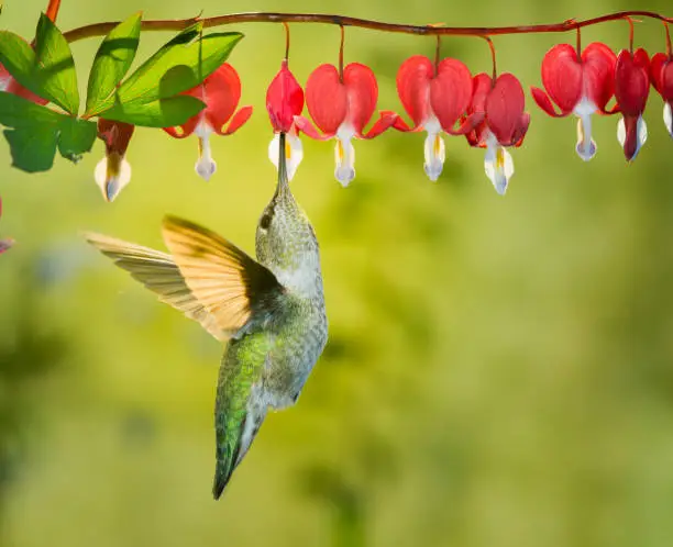 This is a photograph of a female hummingbird visiting bleeding heart flowers