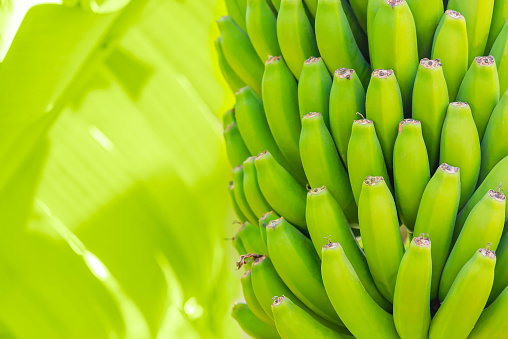 Grenn bananas on a palm. Cultivation of fruits on Tenerife island plantation. Young unripe banana with a palm leaves in shallow depth of field. Closeup