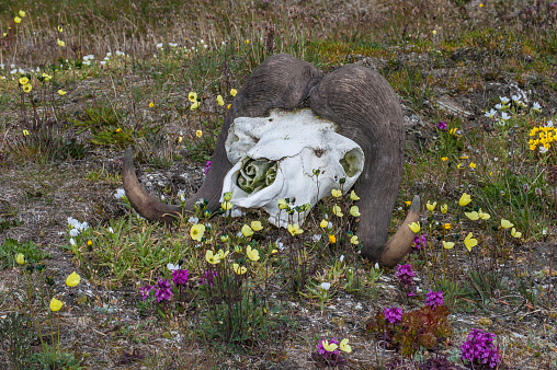 The muskox skull (Ovibos moschatus, musk ox) is an Arctic mammal of the family Bovidae. Skull and horns laying on the ground at Doubtful Bay on Wrangel Island,  Chukotka Autonomous Okrug, Russia.