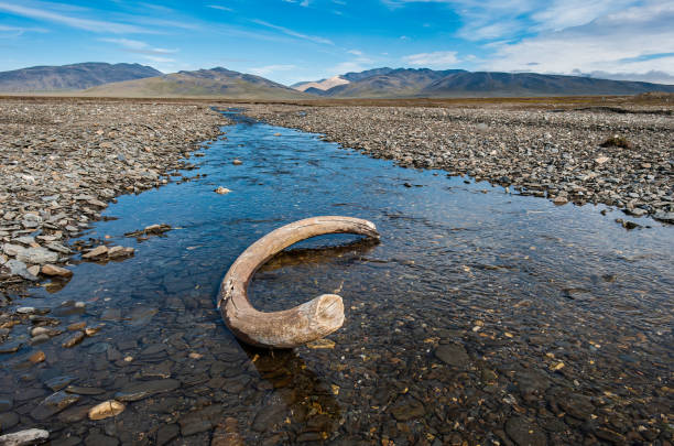 The tusk of an extinct woolly mammoth (Mammuthus primigenius), the common name for the extinct elephant genus Mammuthus.  It is about 4000 years old and on Wrangel Island the last place on earth that the woolly mammoth lived. stock photo