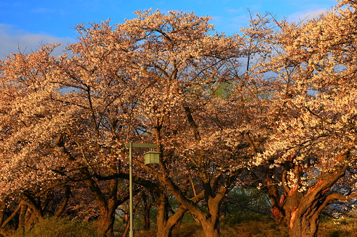 Row of cherry blossoms in the early morning