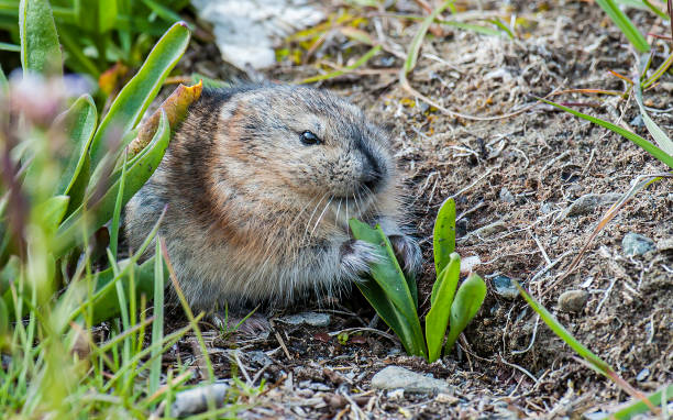 The Wrangel lemming (Dicrostonyx vinogradovi) is a species of rodent in the family Cricetidae. It is found only on Wrangel Island in Russia. Its natural habitat is tundra, and is threatened by habitat loss. Khidhchnikov River area of Wrangel Island, Chukotka Autonomous Okrug, Russia el wrangel lemming (dicrostonyx vinogradovi) es una especie de roedor de la familia cricetidae. se encuentra sólo en la isla de wrangel en rusia. su hábitat natural es la tundra, y está amenazado por la pérdida de hábitat. zona del río khidhchnikov d