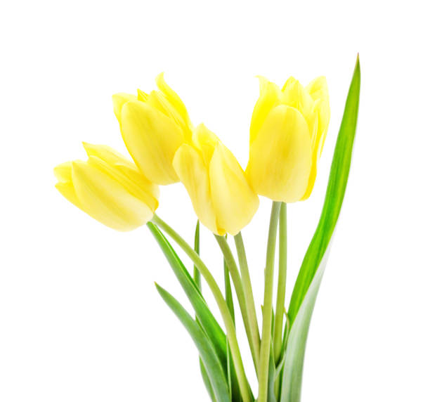istock Beautiful yellow tulips. 1223693667