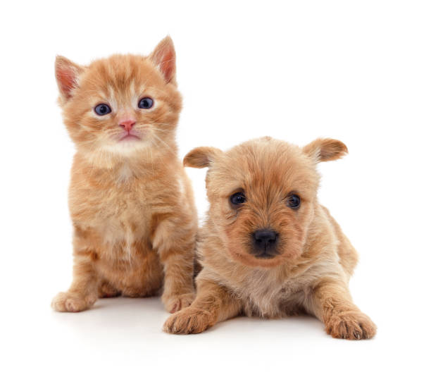 istock Little dog with a kitten. 1223693780