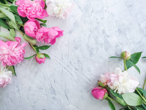 istock peony flower concrete background 1223694510