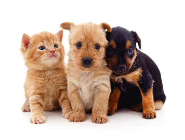 istock Little dogs with a kitten. 1223694532