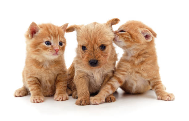 Two small kittens and puppy. Two small kittens and puppy isolated on a white background. dog group of animals three animals happiness stock pictures, royalty-free photos & images