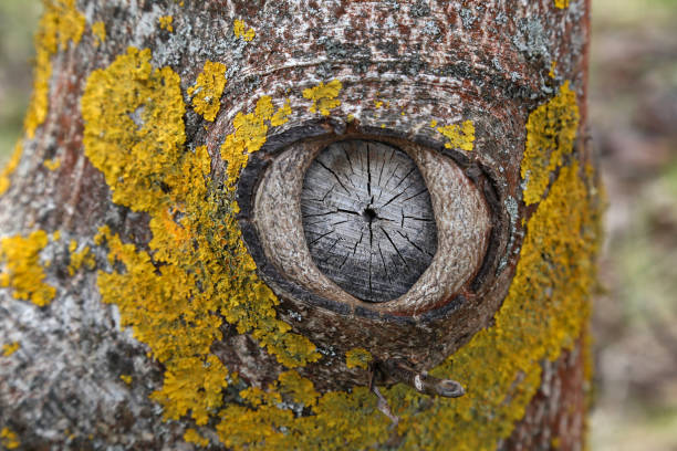 Eye of nature / Knot on the tree