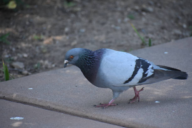 istock Small grey gray pigeon bird 1223696919