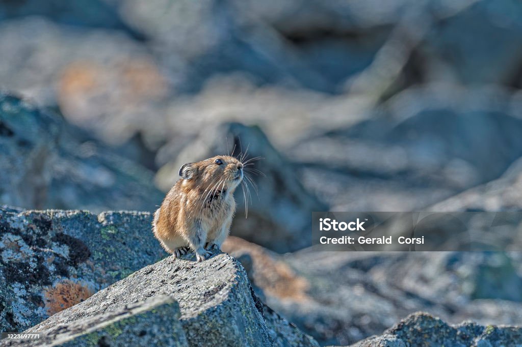 The northern pika (Ochotona hyperborea) is a species of pika found across northern Asia. Yttygran Island, Whalebone Alley, Chukotka Autonomous Okrug, Russia. Carrying food of dried grasses in it mouth. Chukotka Stock Photo