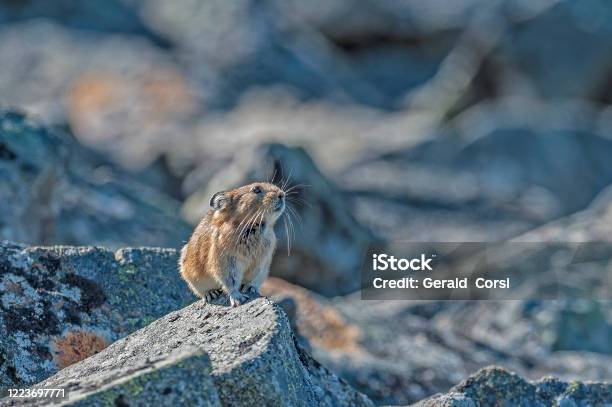 The Northern Pika Is A Species Of Pika Found Across Northern Asia Yttygran Island Whalebone Alley Chukotka Autonomous Okrug Russia Carrying Food Of Dried Grasses In It Mouth Stock Photo - Download Image Now