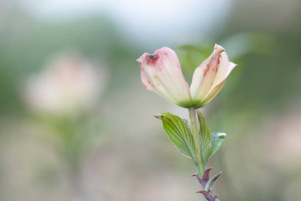 istock Dogwood in blossom 1223697843