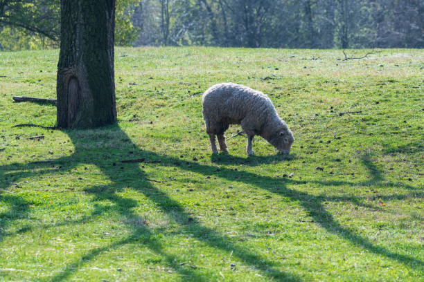 Grazing sheep in farm