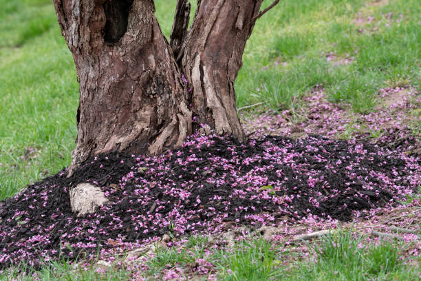 istock Petals of redbud at root of tree 1223698013