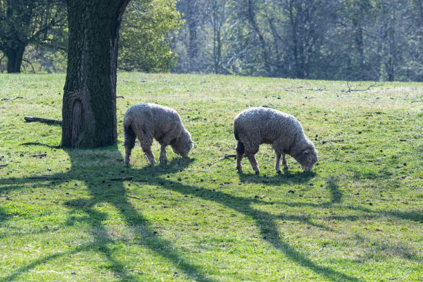 Flock of sheep near a village