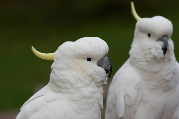 istock Sulphur-Crested Cockatoos 1223698729