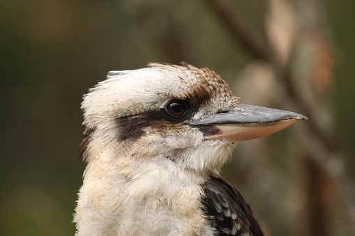 Close-up profile of an Australian Kookaburra - a member of the kingfisher family.