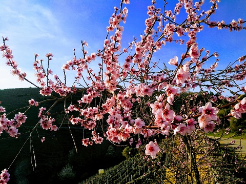 Springtime flowering tree, footpath, horizon and clear blue sky background. Beauty in nature.Ribeira Sacra, Galicia, Spain.