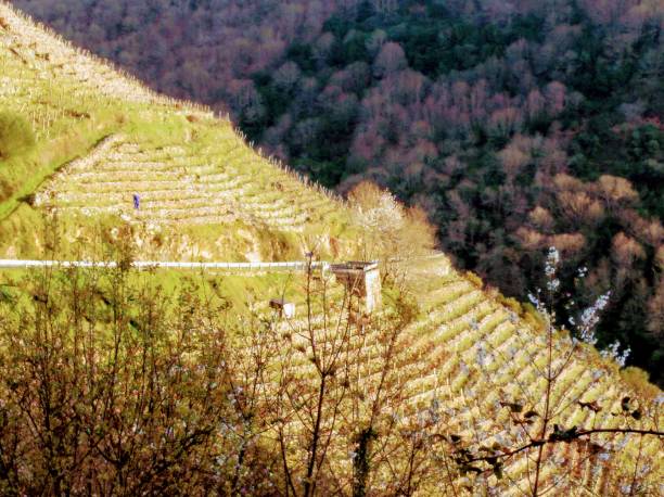 istock Ribeira sacra vineyard in winter time, Galicia, Spain.. 1223699021