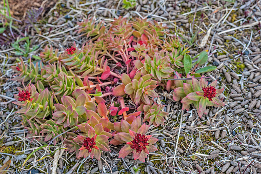 Roseroot, Rhodiola rosea ssp. rosea, found growing in the Doubtful Bay area of Wrangel Island, Chukotka Autonomous Okrug, Russia.  Crassulaceae.