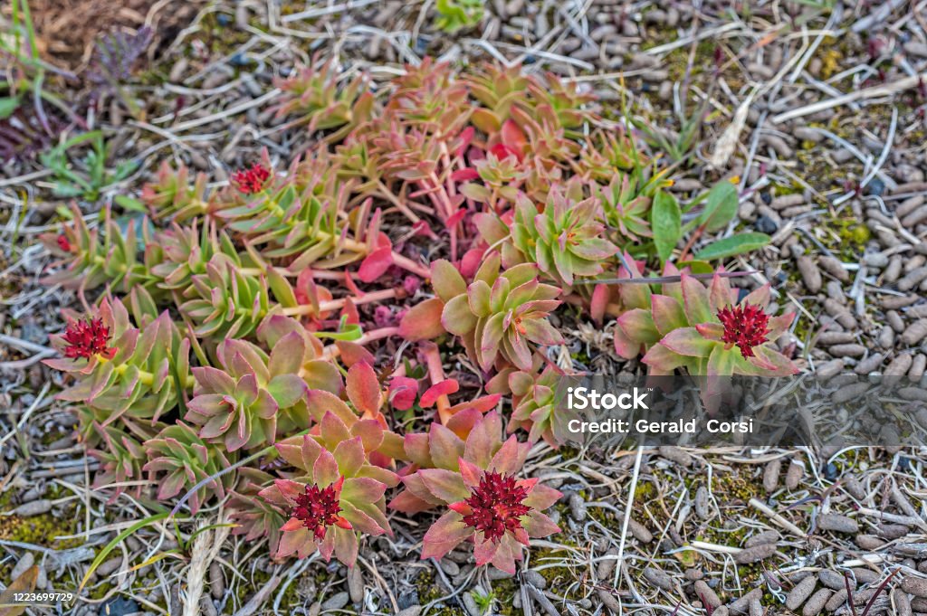 Roseroot, Rhodiola rosea ssp. rosea, found growing in the Doubtful Bay area of Wrangel Island, Chukotka Autonomous Okrug, Russia.  Crassulaceae. Rhodiola Rosea Stock Photo