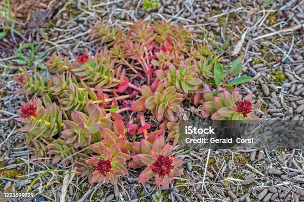 Roseroot Rhodiola Rosea Ssp Rosea Found Growing In The Doubtful Bay Area Of Wrangel Island Chukotka Autonomous Okrug Russia Crassulaceae Stock Photo - Download Image Now