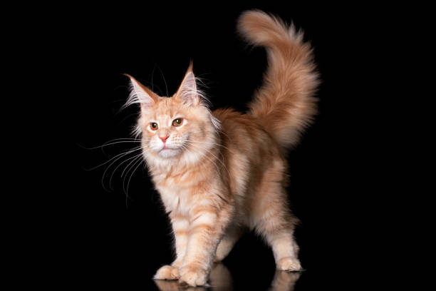istock Adorable cute maine coon kitten on black background. 1223699961