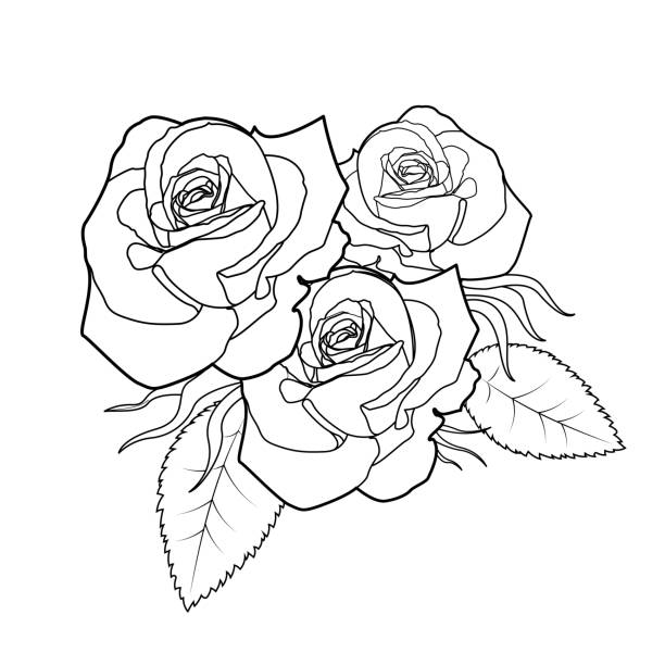 ilustrações, clipart, desenhos animados e ícones de a arte da linha vetorial rosa flores para ilustração floral romântica. esboço de contorno preto isolado em fundo branco - wedding black and white weddings rose