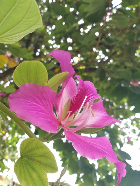 istock Hibiscus plant in the garden 1223700821