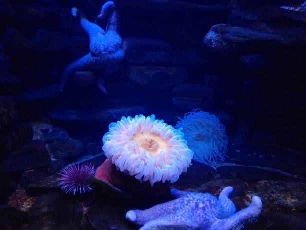 Coral reefs and octopus in the sea