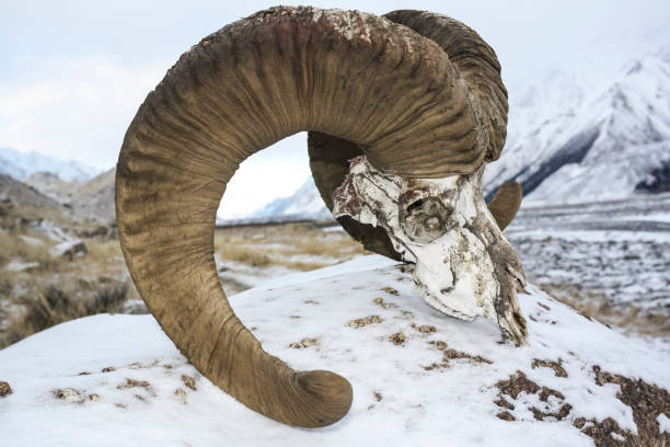 The Skull Of A Sheep Of Marco Polo Killed By Wolves In The Tien Shan Mountains Stock Photo - Download Image Now - iStock The Skull Of A Sheep Of Marco Polo Killed By Wolves In The Tien Shan Mountains Stock Photo - Download Image Now - iStock
