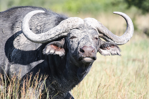 A wild dirty bull of an African Buffalo looks at the camera. Portrait of a large male bull lone in the mud aggressively challenges.