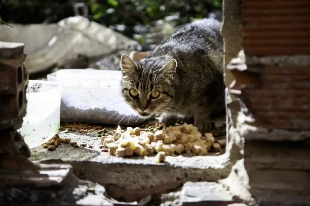 Photo of Street cats eating