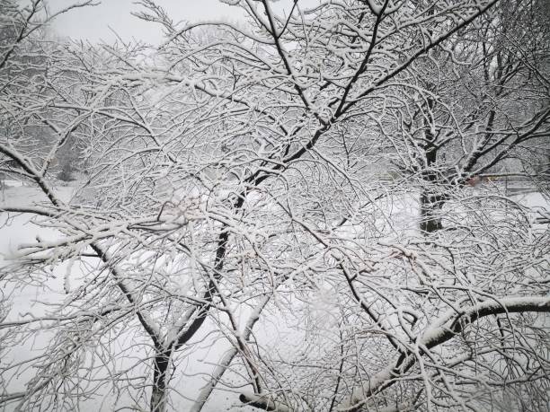 istock snow on the tree in a park 1223703954