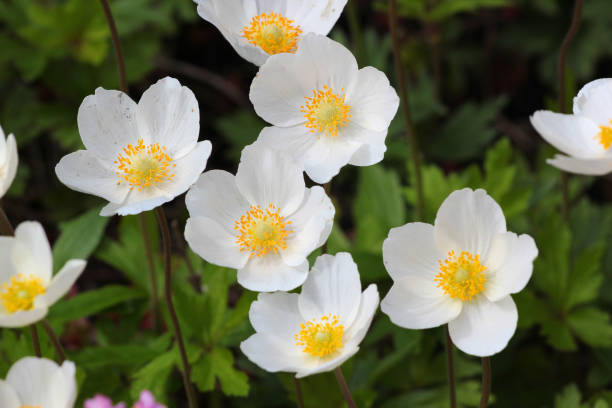Japanese anemone flowers in a garden Japanese anemone flowers in a garden japanese anemone windflower flower anemone flower stock pictures, royalty-free photos & images