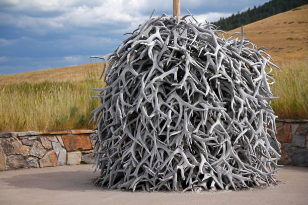A pile of red deer antlers on a table. Antlers are close up and show different shades of brown.