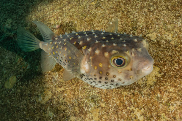 istock Fish swim in the Red Sea 1223705234