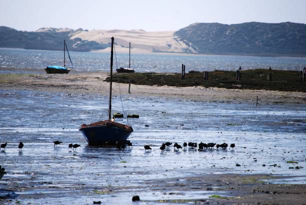 istock Sailboat at Low Tide with Birds 1223705438