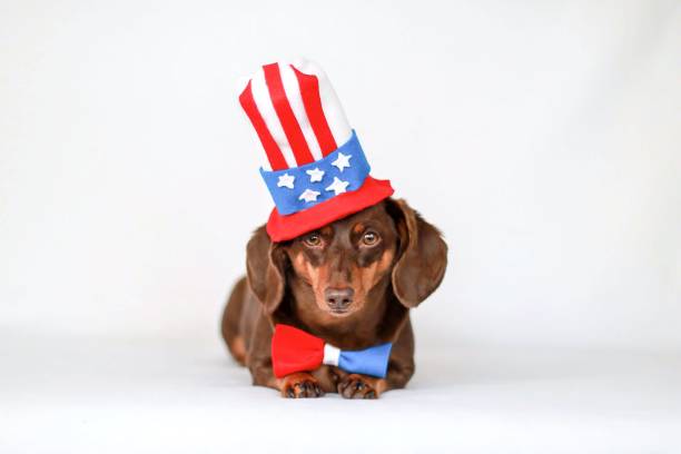 istock Fourth of July Dachshund 1223707240