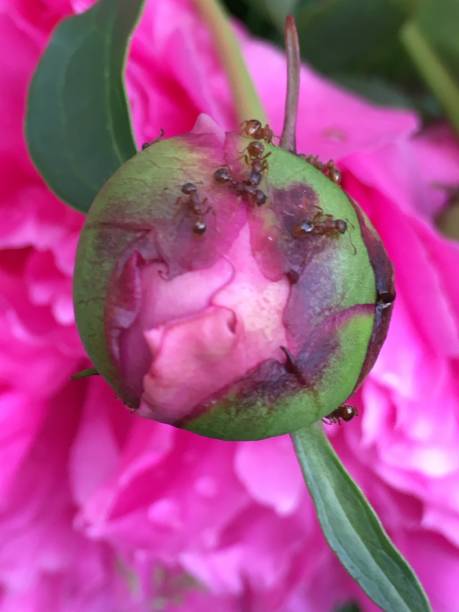 istock peony bud with ants in front of full pink bloom, close up 1223709321