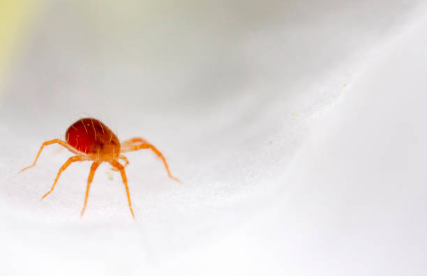 Photo of Red mite