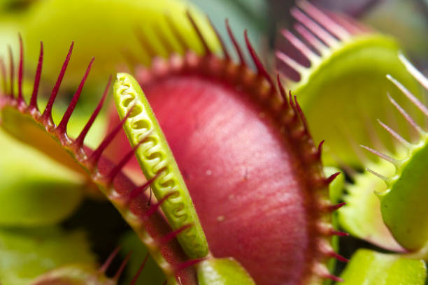 Venus flytrap Macro of a Venus flytrap plant carnivora stock pictures, royalty-free photos & images