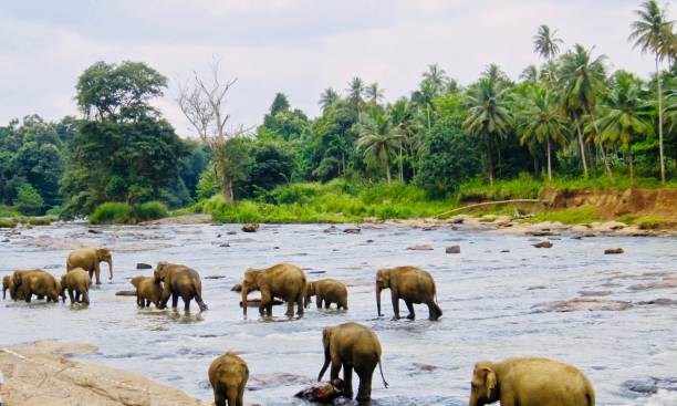 23 oct 2008, шри-ланки слон , слоны ванна в реке, пиннавала, шри-ланка - sri lankan elephants стоковые фото и изображения