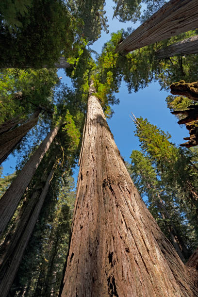 istock Coastal Redwoods Soaring into the Sky 1223712717